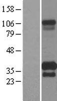 PIP4P1 Human Over-expression Lysate