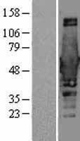 BIN1 Human Over-expression Lysate