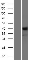 Neurexin 1 (NRXN1) Human Over-expression Lysate