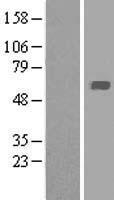 Macrophage Scavenger Receptor I (MSR1) Human Over-expression Lysate