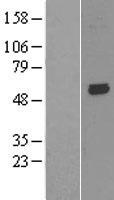 KCNK10 Human Over-expression Lysate