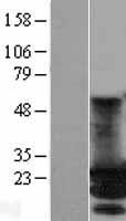 MOBKL2A (MOB3A) Human Over-expression Lysate