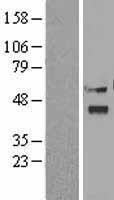 Viperin (RSAD2) Human Over-expression Lysate
