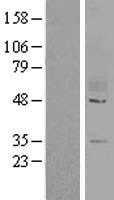 GPR78 Human Over-expression Lysate
