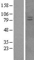 VPS41 Human Over-expression Lysate