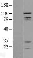 CNTROB Human Over-expression Lysate