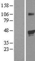 EGLN2 Human Over-expression Lysate