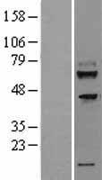 TMEM200A Human Over-expression Lysate