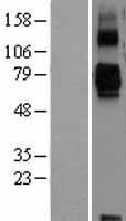 SIGLEC11 Human Over-expression Lysate