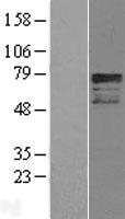 CREB3L1 Human Over-expression Lysate