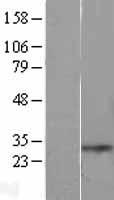 XRCC6BP1 (ATP23) Human Over-expression Lysate