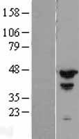 MCG10 (PCBP4) Human Over-expression Lysate