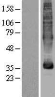 MFSD5 Human Over-expression Lysate