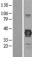 Junctional Adhesion Molecule C (JAM3) Human Over-expression Lysate