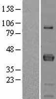 FCRLM1 (FCRLA) Human Over-expression Lysate