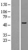 GATA2 Human Over-expression Lysate