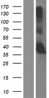 GNPTG Human Over-expression Lysate