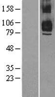 TRAF7 Human Over-expression Lysate