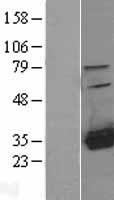 HDHD2 Human Over-expression Lysate