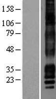 CACNG7 Human Over-expression Lysate
