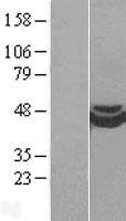 CRISPLD1 Human Over-expression Lysate