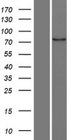MARK4 Human Over-expression Lysate
