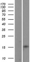 LBH Human Over-expression Lysate