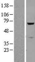 CTNNBL1 Human Over-expression Lysate