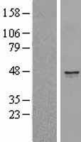CD1E Human Over-expression Lysate