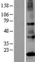 PSGR (OR51E2) Human Over-expression Lysate