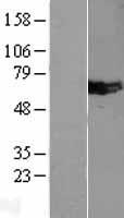 MUS81 Human Over-expression Lysate