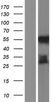 MYCT1 Human Over-expression Lysate