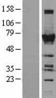 TOE1 Human Over-expression Lysate