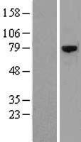 FAM130A2 (CSRNP3) Human Over-expression Lysate