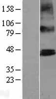 PTCD2 Human Over-expression Lysate