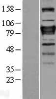ZNF408 Human Over-expression Lysate