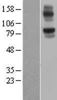 NLRX1 Human Over-expression Lysate