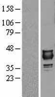 NUDT9 Human Over-expression Lysate