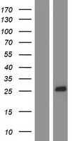 MS4A4A Human Over-expression Lysate