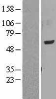 LMF1 Human Over-expression Lysate
