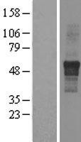 IPPK Human Over-expression Lysate