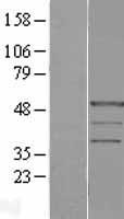 PRAF1 (POLR1E) Human Over-expression Lysate