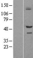 SIL1 Human Over-expression Lysate
