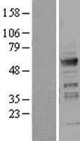 ICA1 Human Over-expression Lysate