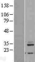 MRPL46 Human Over-expression Lysate
