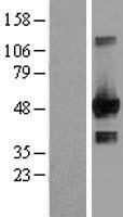 EGLN1 Human Over-expression Lysate