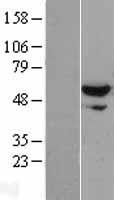 XPNPEP3 Human Over-expression Lysate