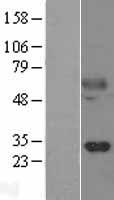 Kallikrein 14 (KLK14) Human Over-expression Lysate