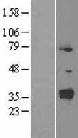 NR0B2 Human Over-expression Lysate