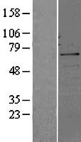 CDC25B Human Over-expression Lysate